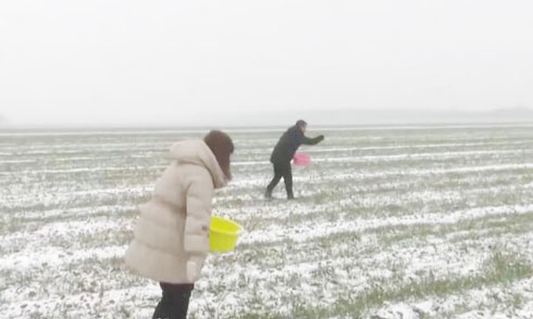 陕西渭南：雪中追肥 促进冬小麦生长