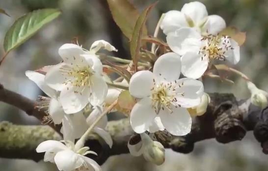 赏花拍照约起来！这里山楂花开如雪 李子树上冒新芽