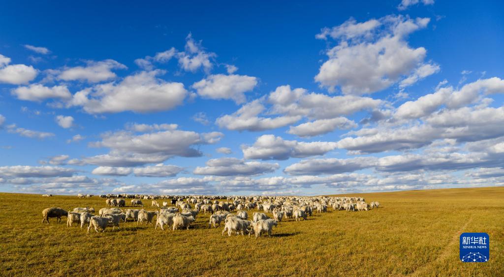 内蒙古锡林浩特市宝力根苏木上的羊群在觅食（2017年9月16日摄）。新华社记者 连振 摄