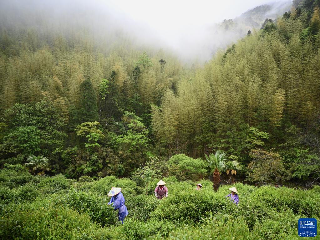 福建省武夷山市桐木村工人在采茶（5月10日摄）。新华社记者 姜克红 摄