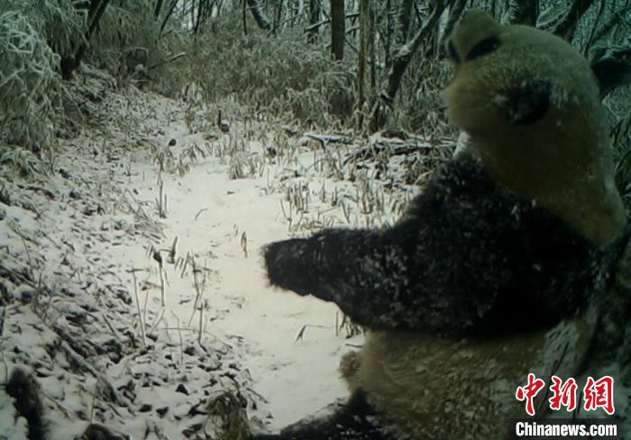 野生大熊猫仰天长啸 宝兴蜂桶寨保护区 供图
