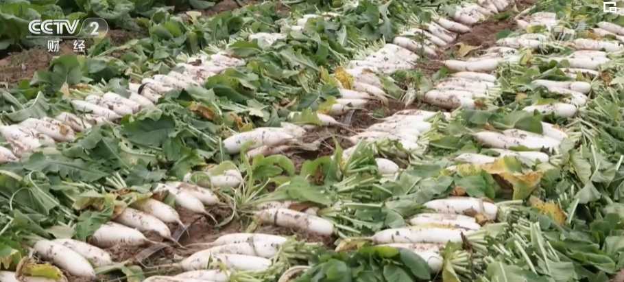 在希望的田野上 | 河南安阳：8000万斤白萝卜新鲜上市 保供应助增收