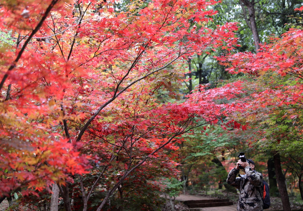 诗意中国｜山明水净夜来霜，数树深红出浅黄
