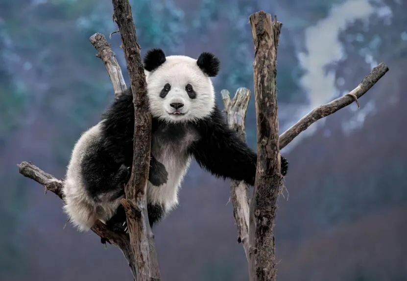 薛康镜头下的大熊猫