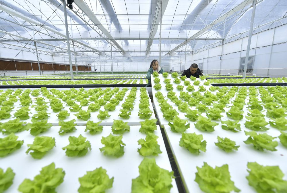 　　2022年11月29日，湖北省宣恩县椒园镇锣圈岩村的农民在温控大棚里检查水培蔬菜的生长情况。