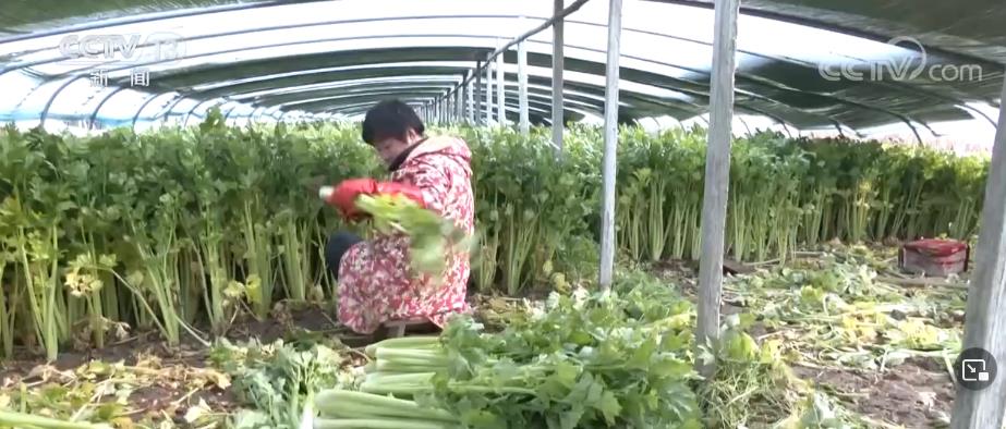 落实好鲜活农产品运输“绿色通道”政策 提升流通效率