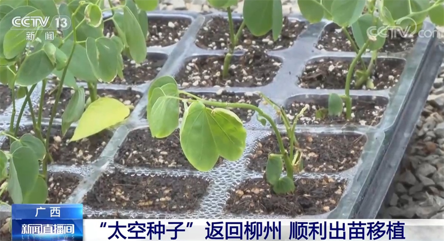 “太空种子”返回广西柳州 顺利出苗移植