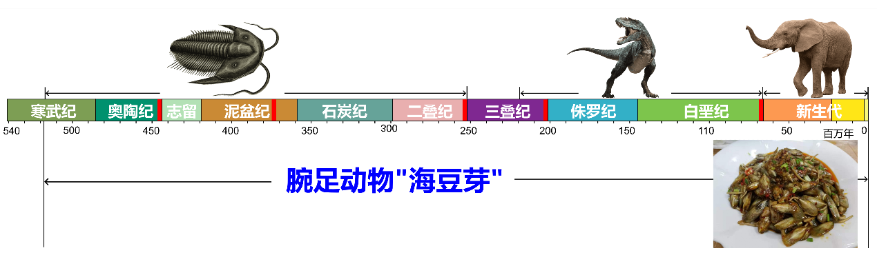 历经“五次生物大绝灭”繁衍至今古生物“海豆芽”研究解密→_新闻频道_央视