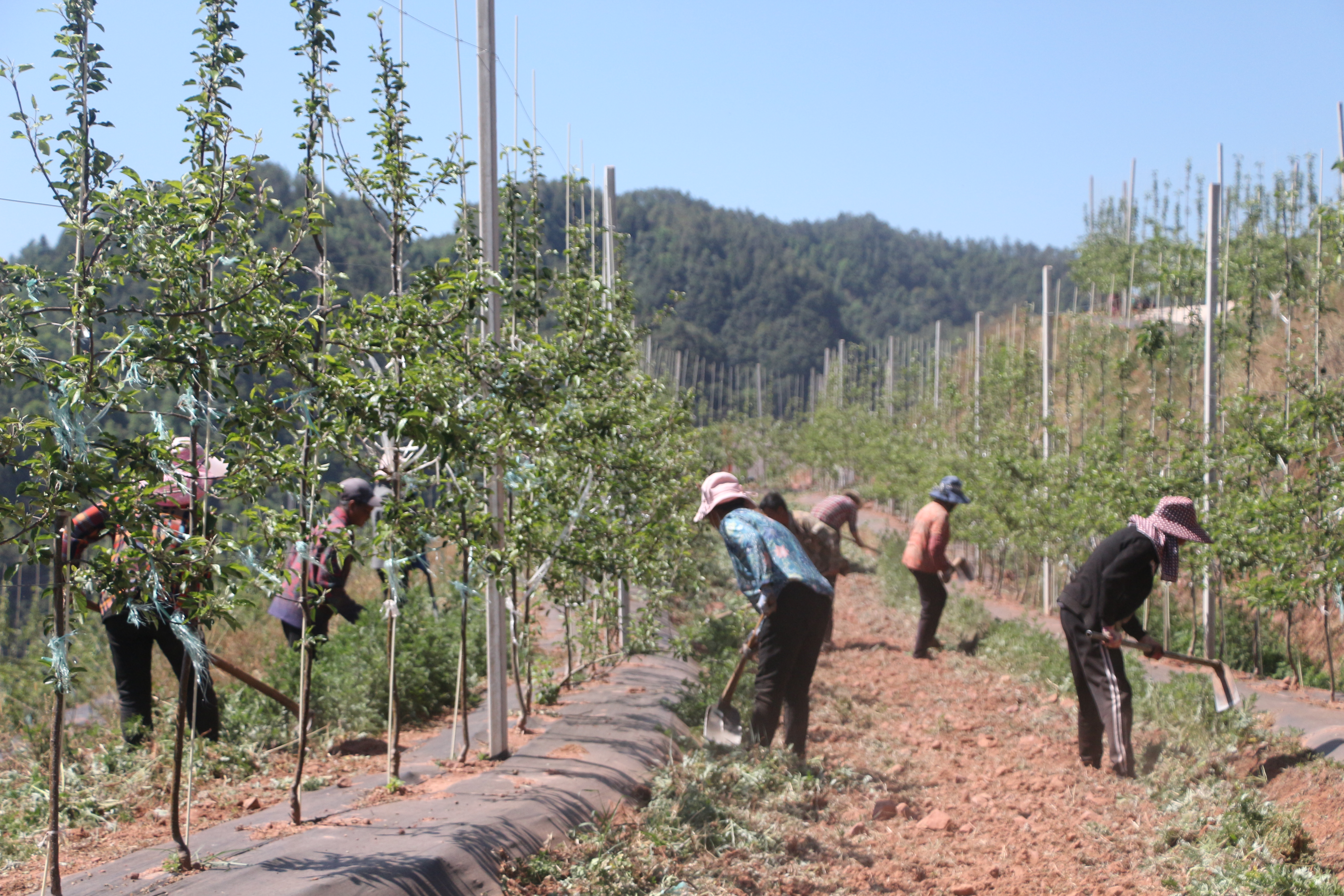 村民在标准化苹果产业园内除草。凉山（何川 摄）