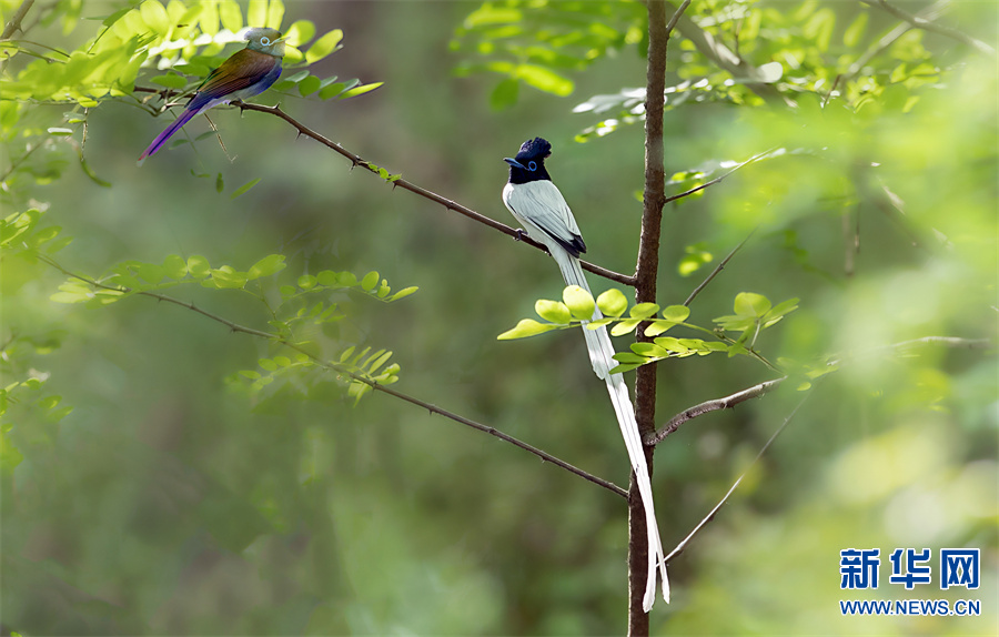 河南新县生态美鸟翩跹