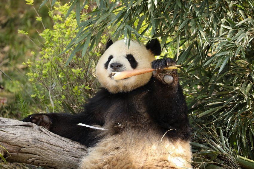 Giant panda "Sesame". Photo courtesy of chengdu research base of giant panda