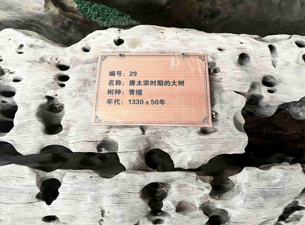 唐朝时期的一棵古树