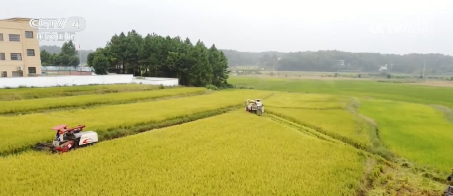 开云真人金秋时节处处好“丰”景 智慧农业保丰收(图2)