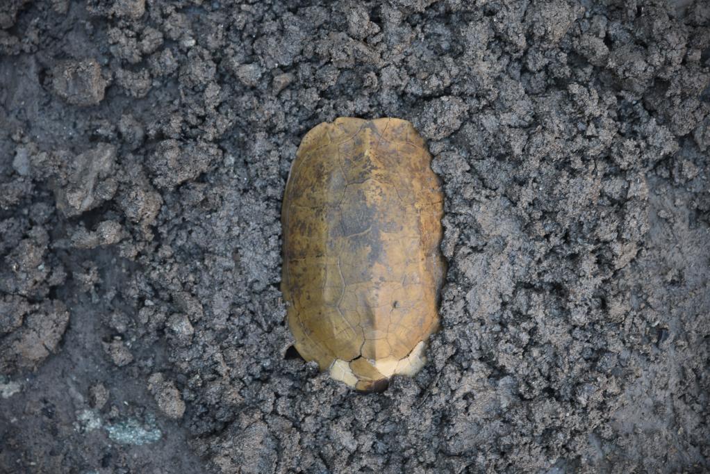 汶溪遗址出土的河姆渡文化早期完整龟甲。宁波市文化遗产管理研究院供图