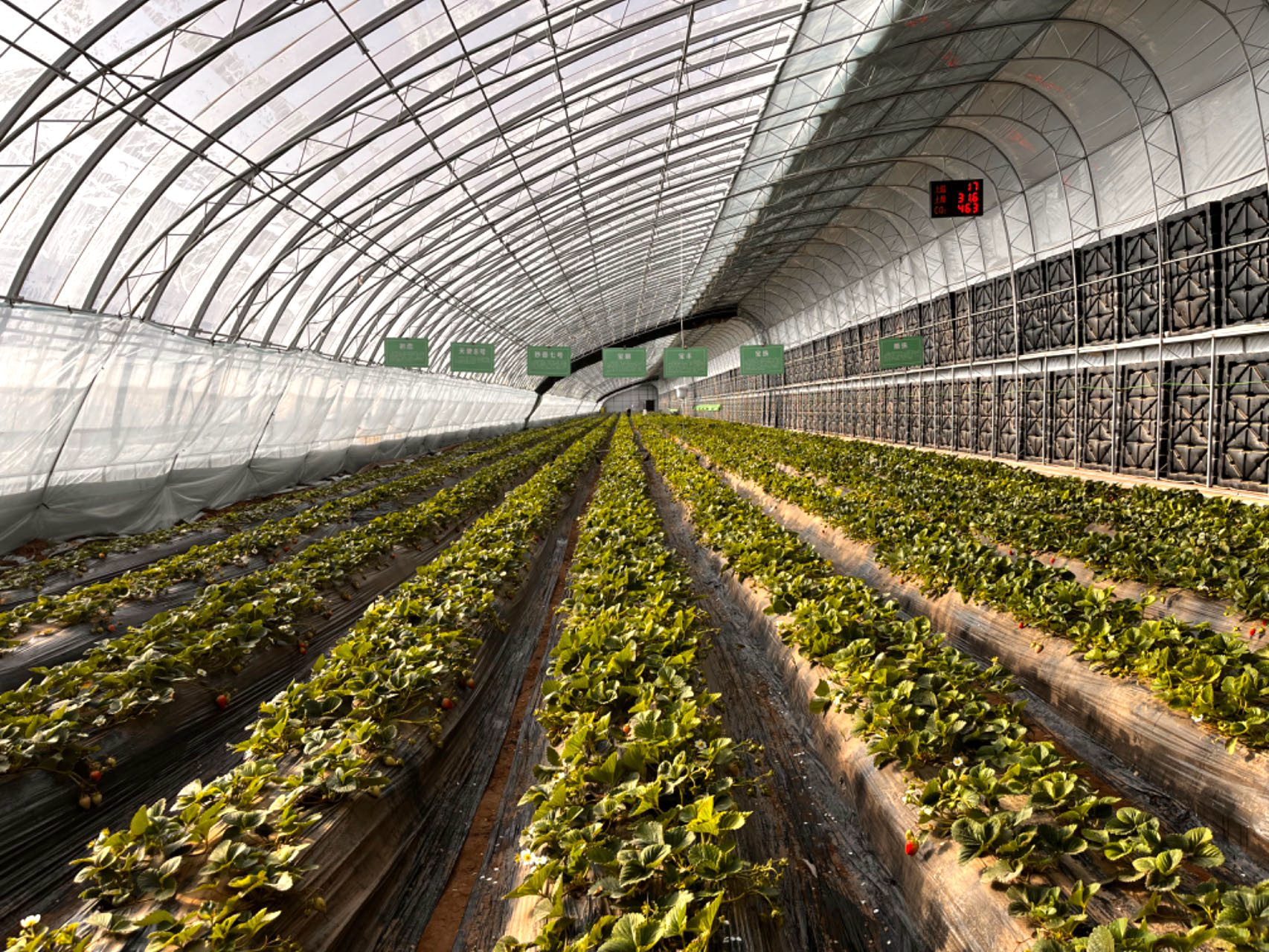 准格尔旗现代智慧设施农业产业园内的草莓大棚
