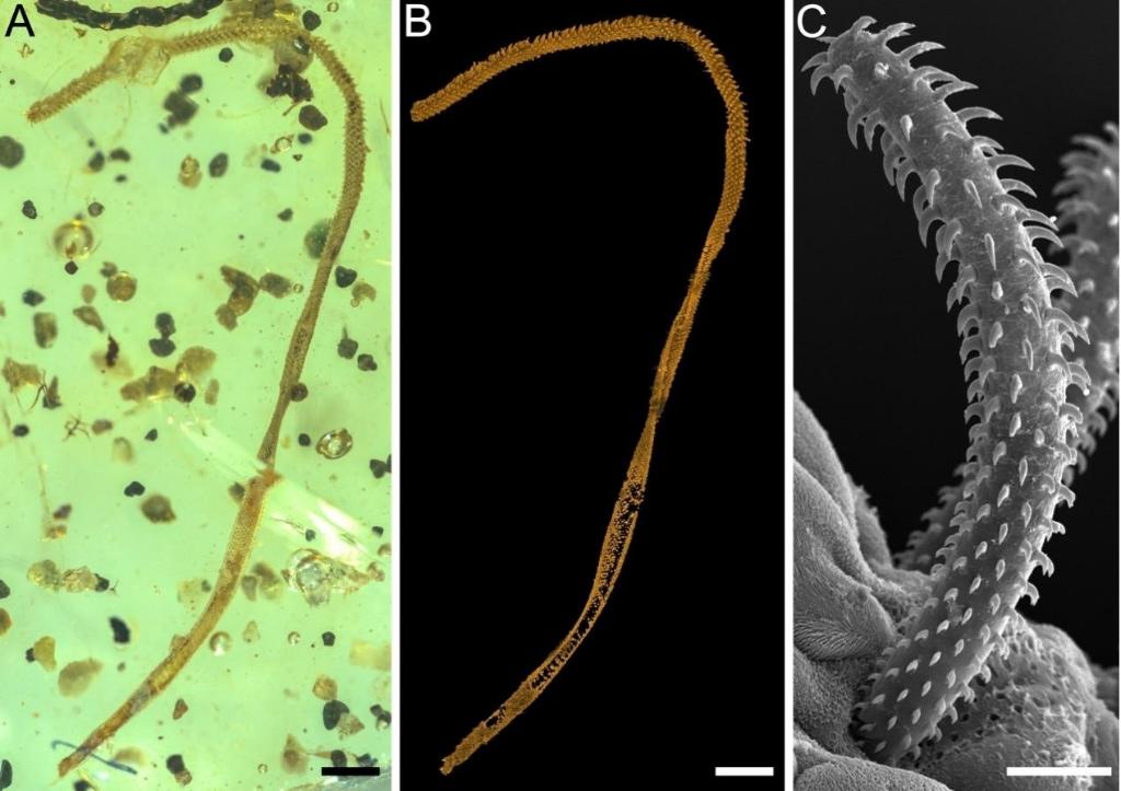科学家挖掘约1亿年前的海洋内寄生虫