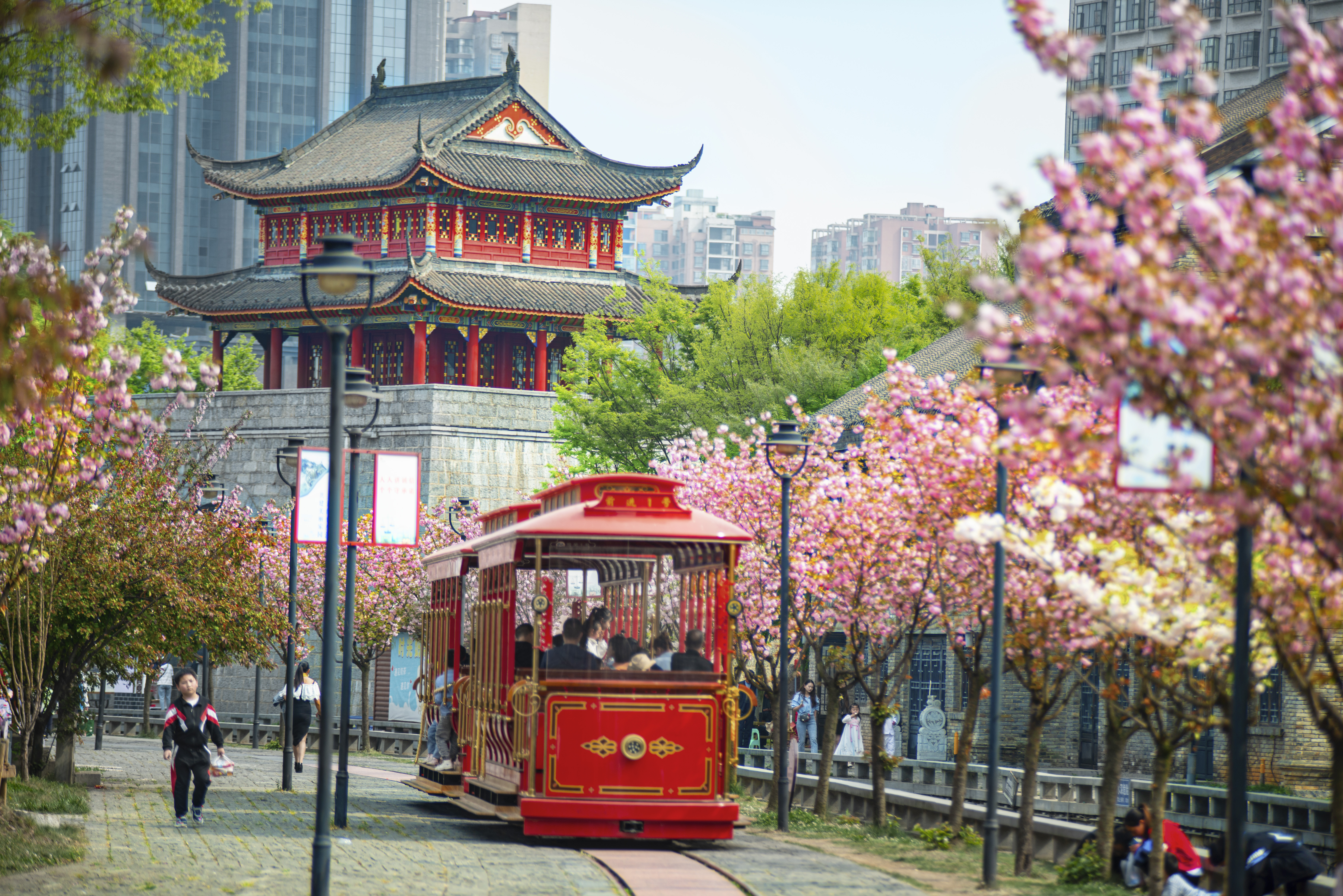 水城古镇樱花绽放，游客乘坐观光小火车游览美景。何育勇 摄