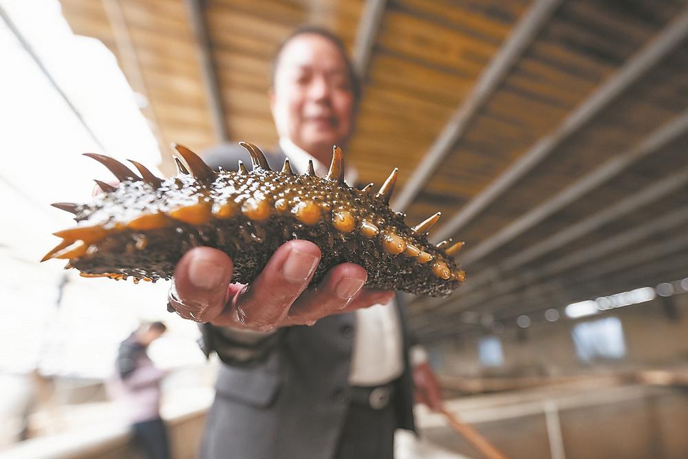 霞浦县溪南镇海域的海参养殖渔排上,渔民忙着下苗,将小海参投入吊笼中