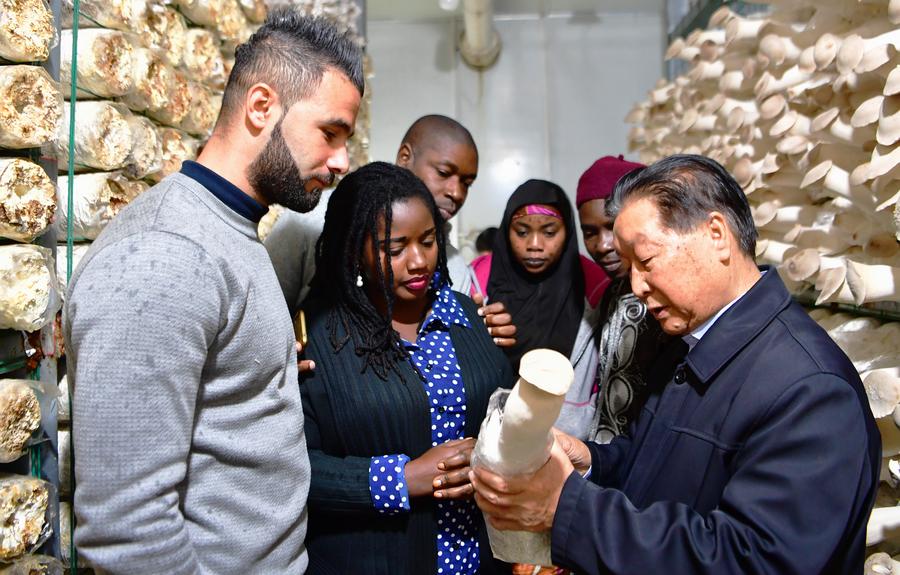 Lin Zhanxi (1st R) from Fujian Agriculture and Forestry University introduces Juncao technology to African students in Fuzhou, southeast China’s Fujian Province, Nov. 2, 2018. (Xinhua/Wei Peiquan)