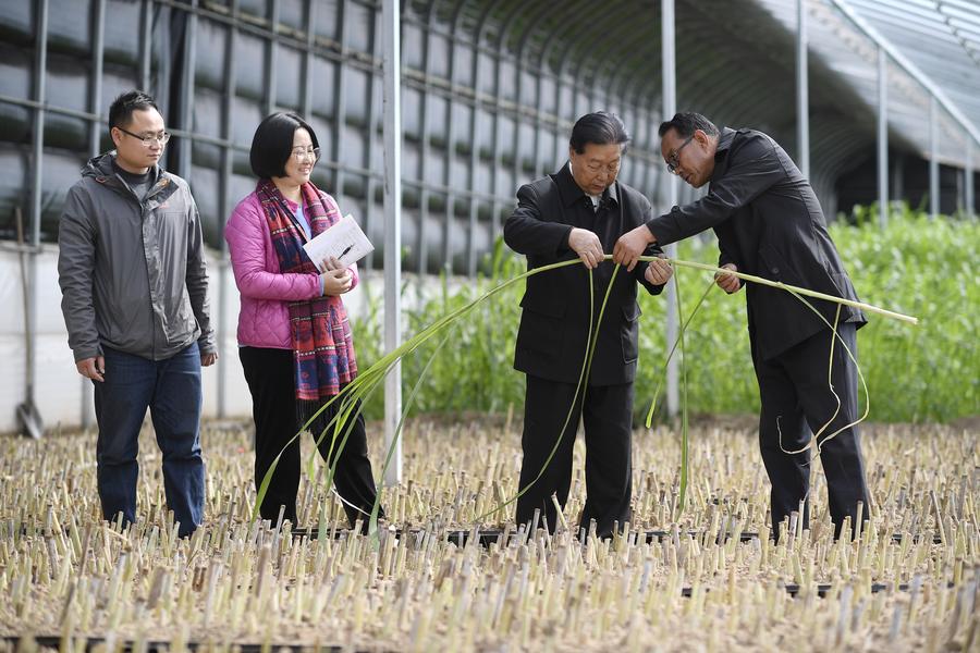 Lin Zhanxi (2nd R) exchanges Juncao planting skills with farmers in Minning Town of Yinchuan, northwest China’s Ningxia Hui Autonomous Region, March 29, 2021. (Xinhua/Wang Peng)