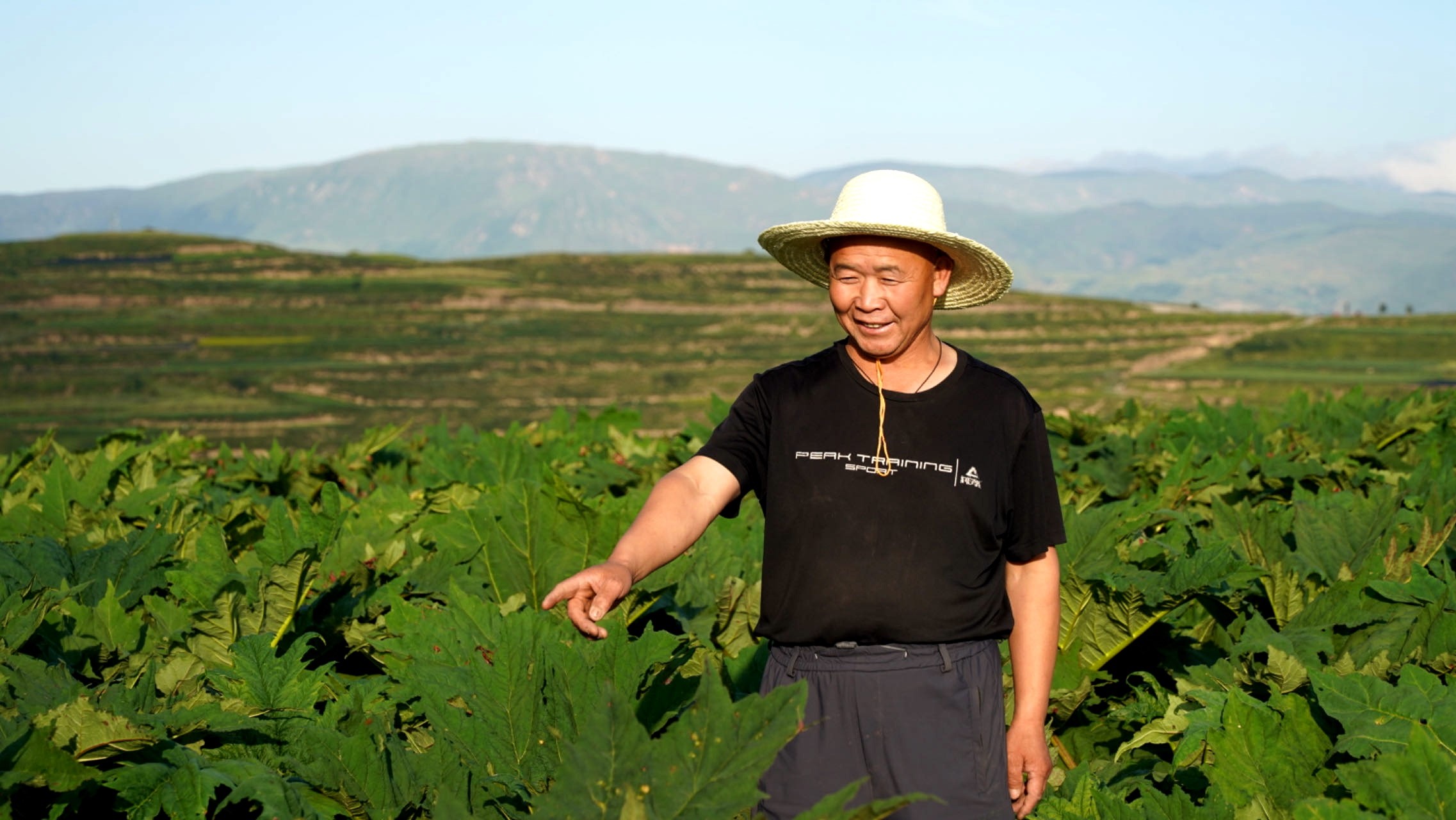 蔺彩德介绍药材的长势情况