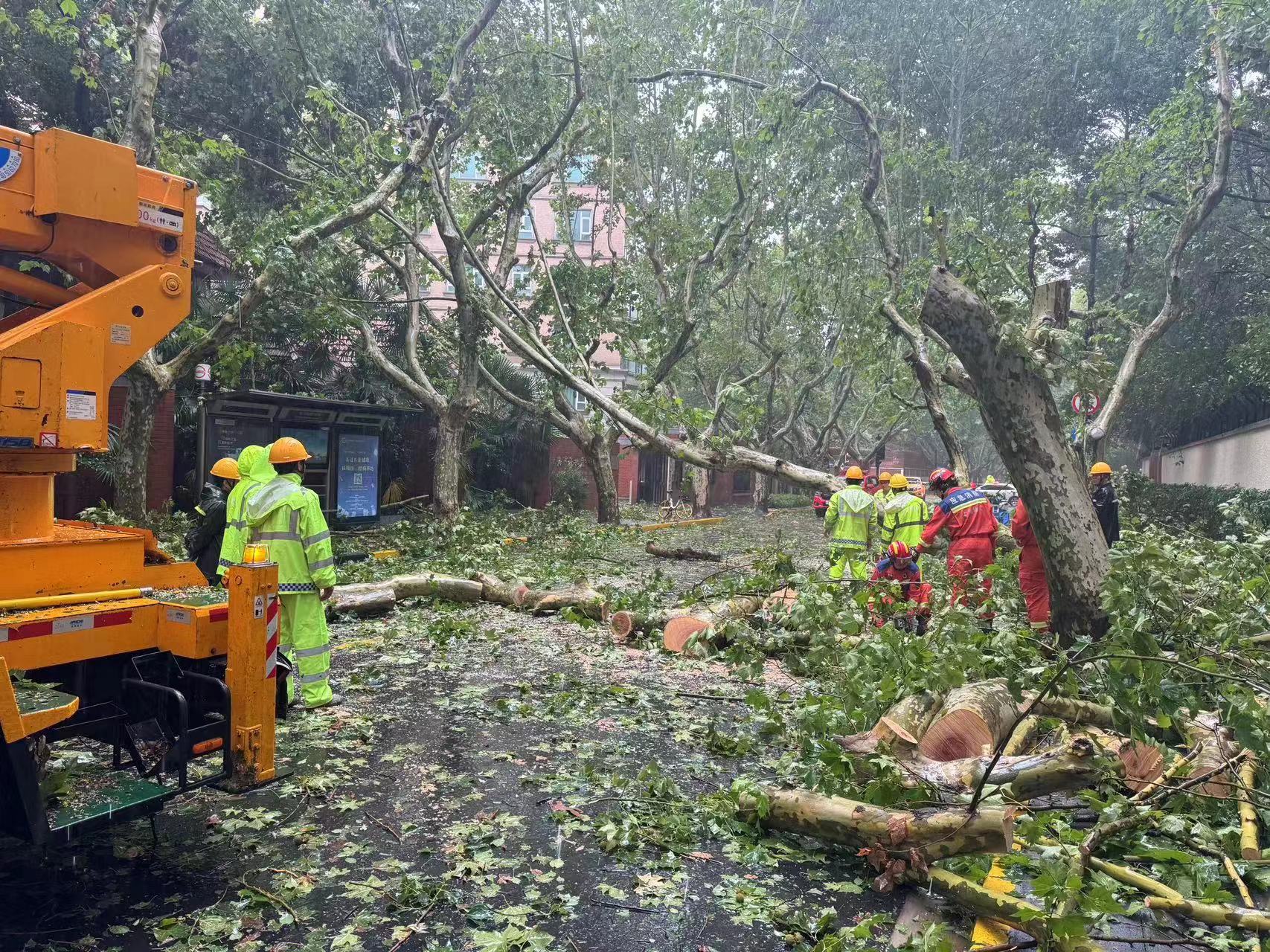 　　9月16日，台风“贝碧嘉”给上海带来强烈风雨影响，造成部分树木倒伏。上海市绿化市容局 图