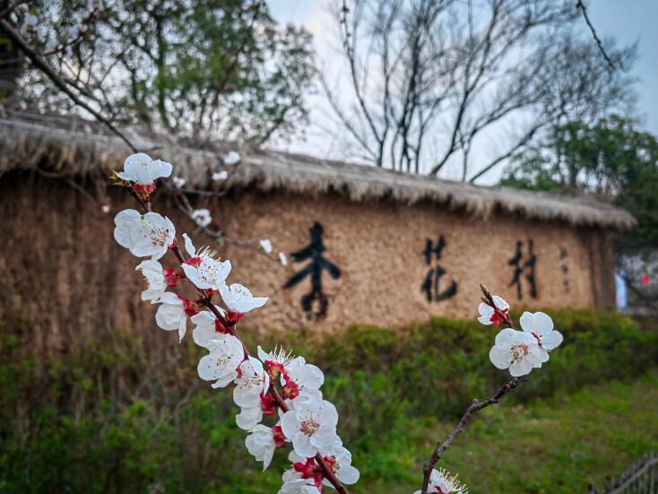 池州市杏花村美景。饶颐供图