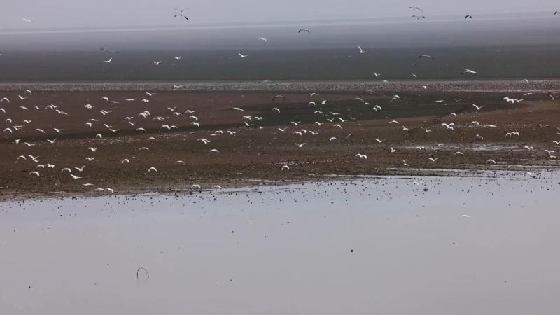 30多种越冬候鸟“先头部队”飞抵鄱阳湖湖口水域_央视网报_央视网(cctv.com)