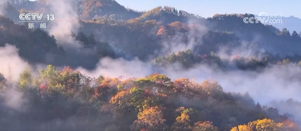 惊艳了秋天！斑斓色彩染山林 层林尽染美如画