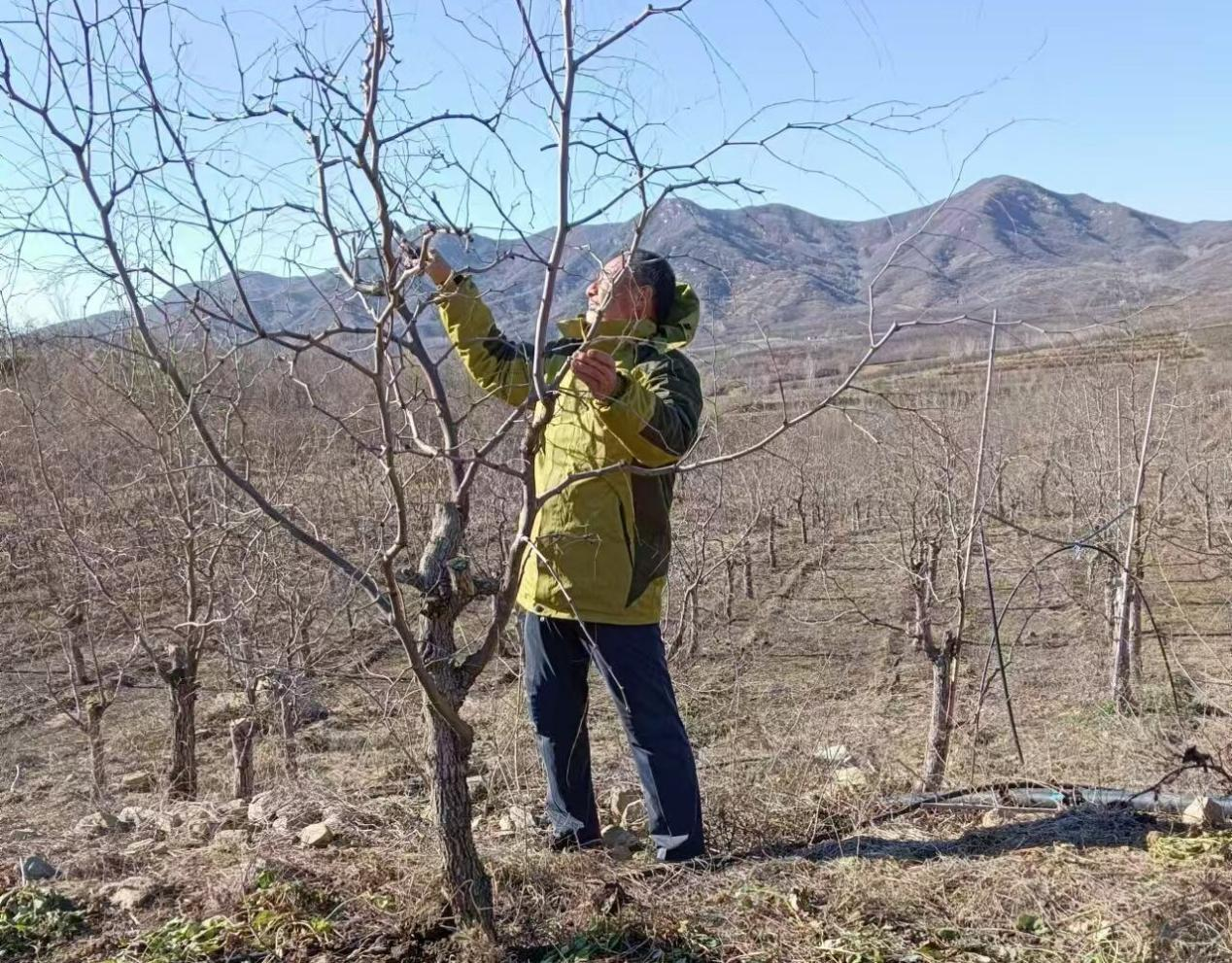 村民在对酸枣树进行冬季修剪。（供图/赞皇县林业局董博鑫）