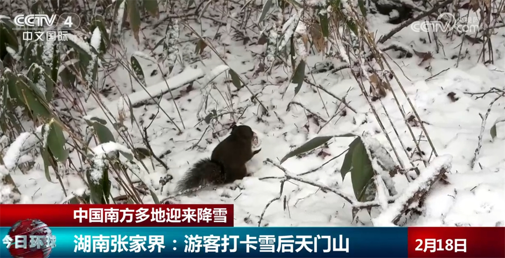 南方多地迎来降雪 游客尽享“瑞雪从天降”独特春日胜景