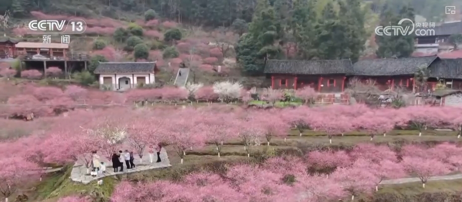 以“花”為媒引客來(lái) “春日經(jīng)濟(jì)”一路繁花釋放新活力