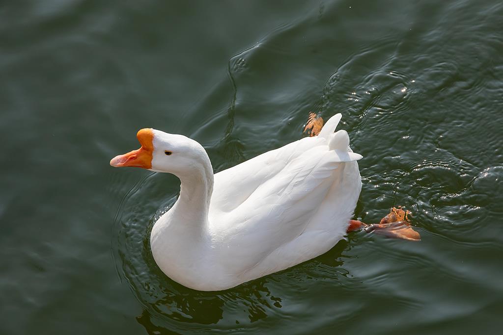 文博日历丨鹅鹅鹅