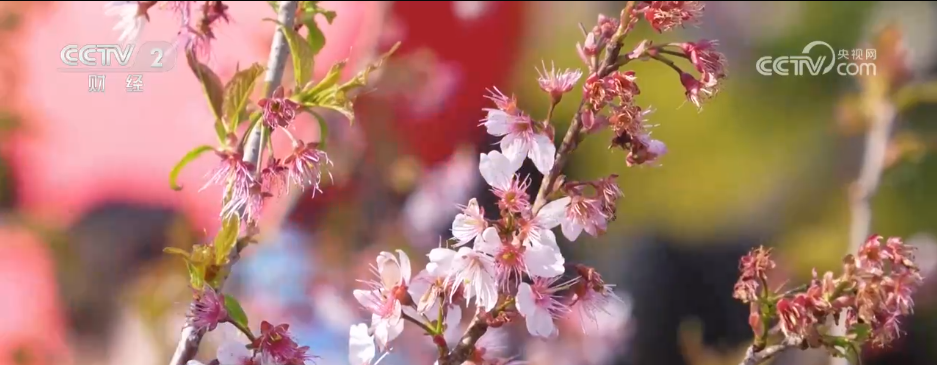 各地掀起赏花热潮 “花经济”在春日中盛开