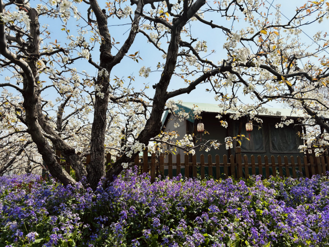 梨花与民宿(张宣剑/摄)