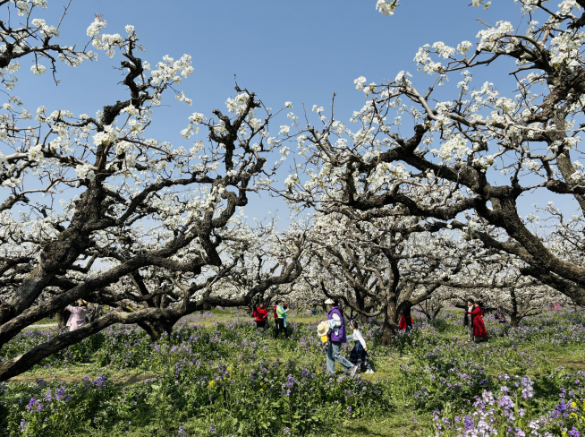 游客漫步梨花海中(张宣剑/摄)