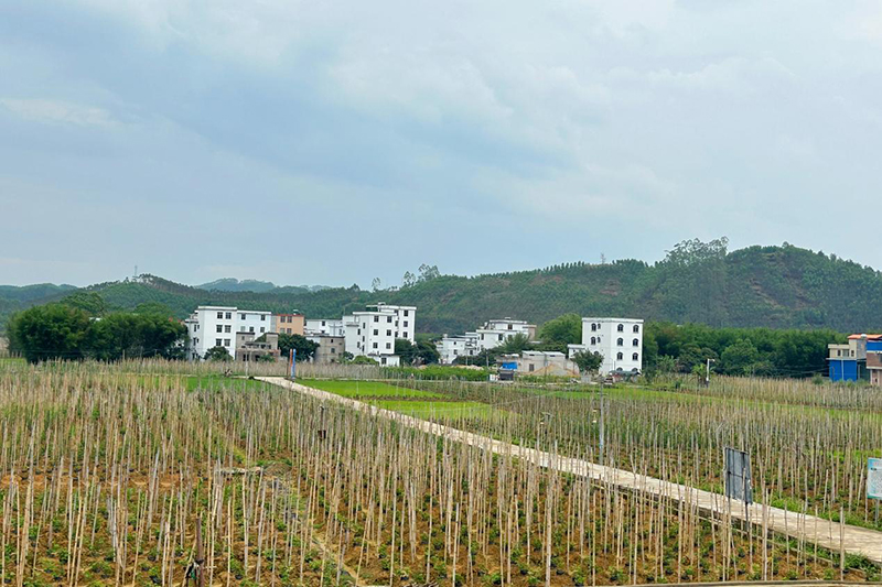 精细化管理的粉葛种植基地（黄月芬/摄）