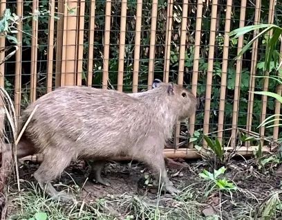 流浪两个月，卡皮巴拉回来了！网友：给园长省钱了