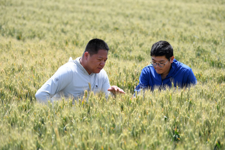 沉甸甸的收获——2025年夏季粮油收获一线观察  第6张