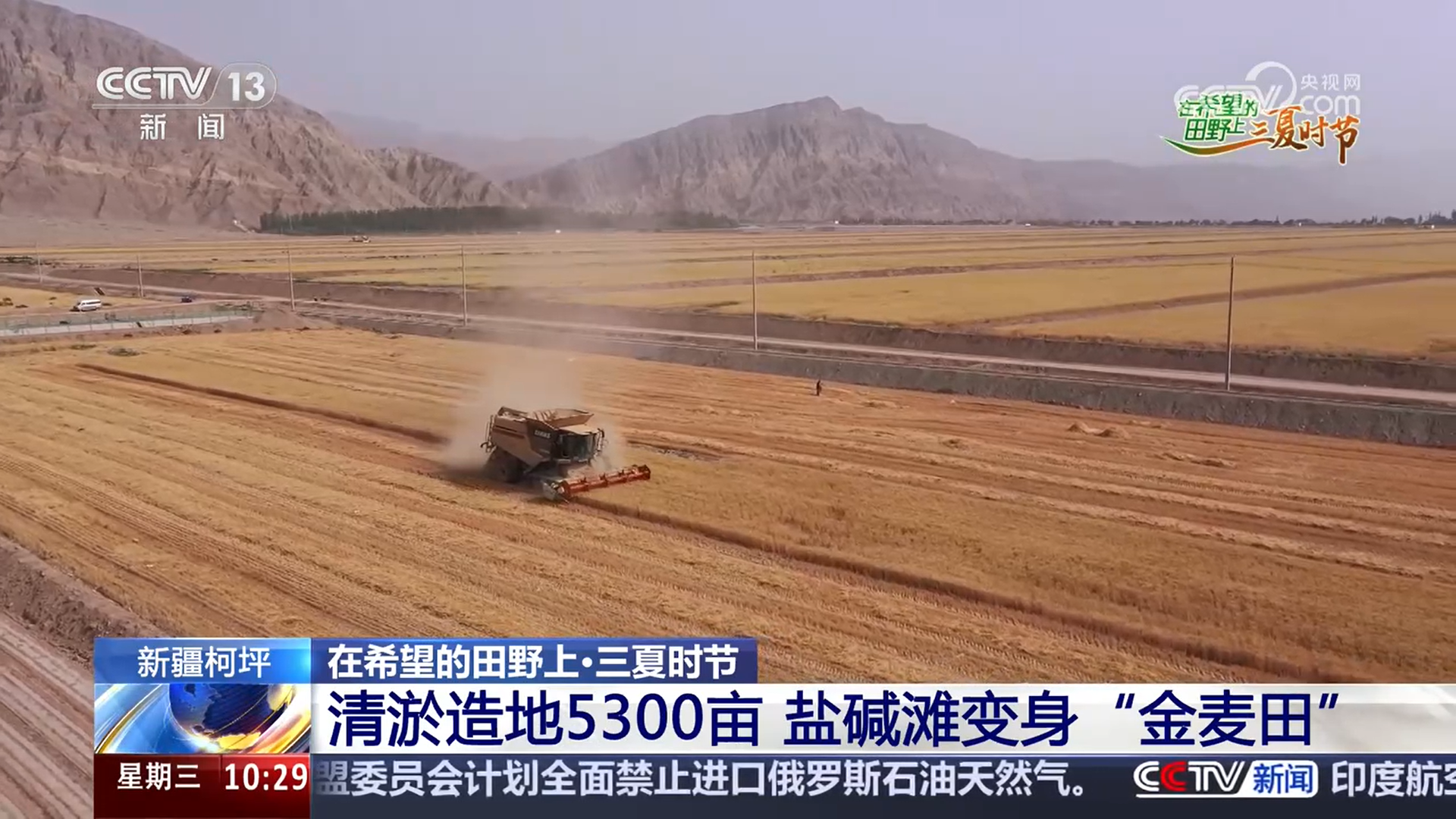 为盘活土地资源，柯坪县于2023年10月启动清淤造地项目，向戈壁要良田。当地引入先进技术，按照高标准农田建设要求，组织专家团队指导土壤改良，引入节水滴灌，并出台资金补贴、技术培训等扶持政策，试验田面积从2024年的500亩增加到了今年的5300亩。