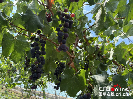 图片默认标题_fororder_定稿458