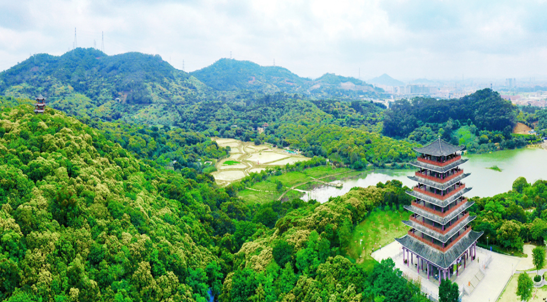 东莞市清溪镇大王山森林公园古树群
