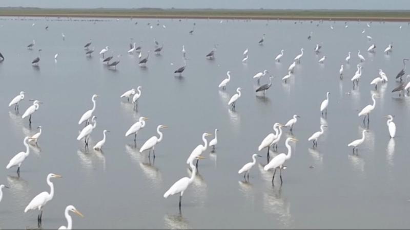 江西:首批冬候鸟飞抵鄱阳湖南矶湿地_央视网报_央视网(cctv.com)