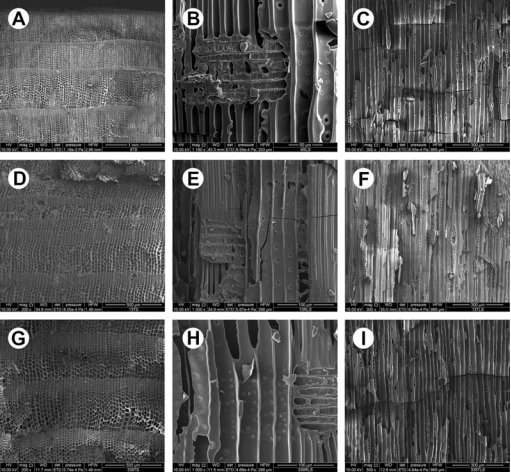 秦陵木质建筑首次系统性被研究 木材多来自高海拔山区