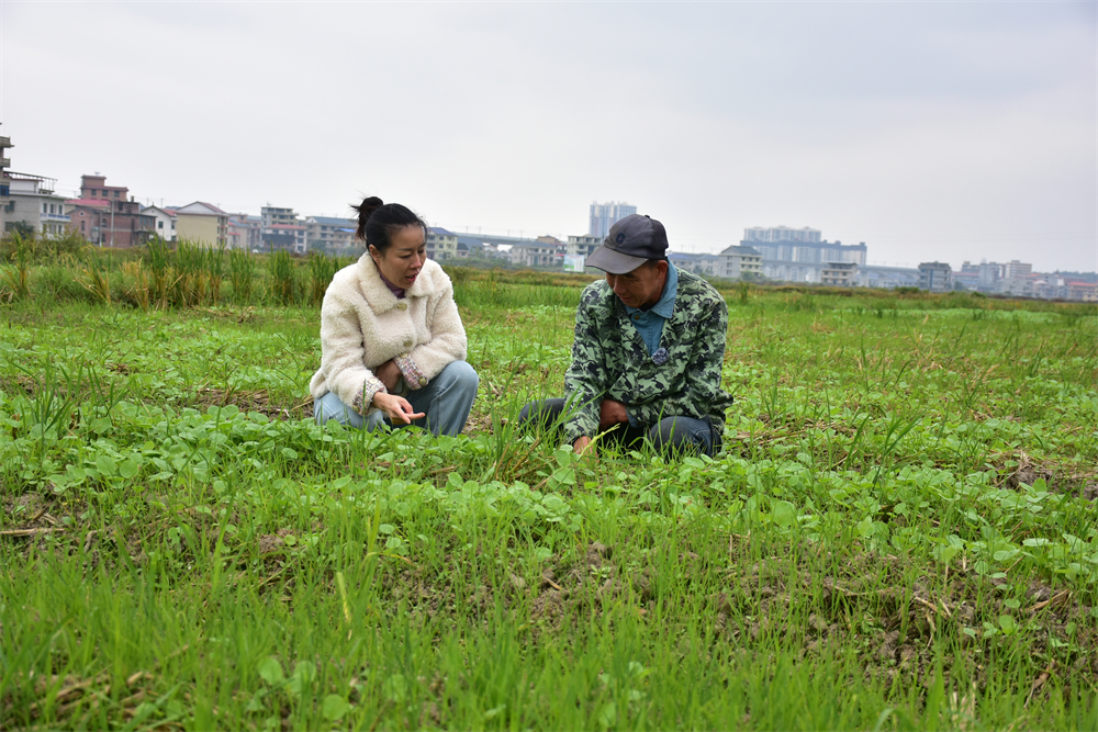 种田大户曾苹正与种植专家查看油菜长势