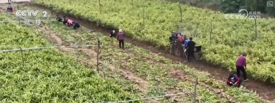 物丰价稳！多举措协同应对低温 保障百姓“菜篮子”无忧