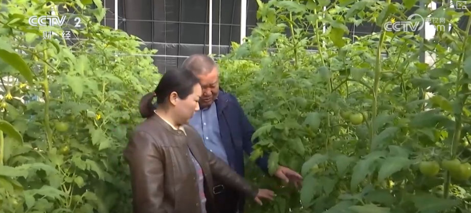 物丰价稳！多举措协同应对低温 保障百姓“菜篮子”无忧