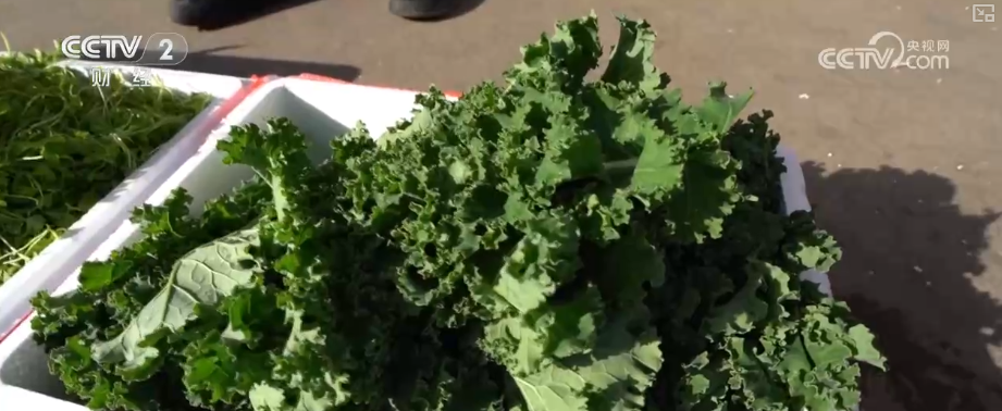 果蔬争“鲜”上市供销两旺 百姓冬季“菜篮子”“果盘子”消费需求有保障