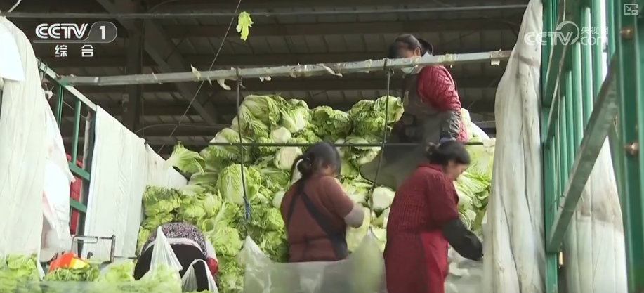 从“菜篮子”稳定到群众温暖过冬 多部门积极应对全力保障百姓生产生活