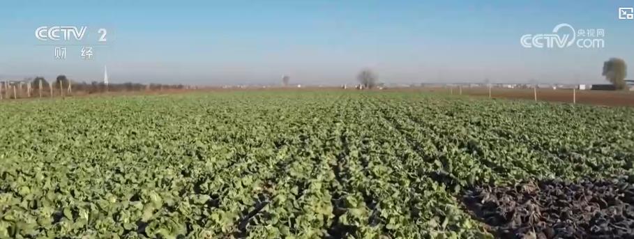 各地冬“鲜”持续上市 丰富百姓冬日菜篮子